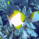 The Living Reef: Exploring Coral Fish Hawaii and the Asian-Oceanic Connection