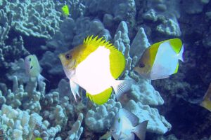 Mehr über den Artikel erfahren The Living Reef: Exploring Coral Fish Hawaii and the Asian-Oceanic Connection